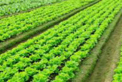 زمینی وصل به محدوده به متراژ ۳۰۹ متر