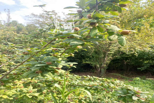 زمین ۷۰۰متر همراه بنا سنددار لاهیجان-4