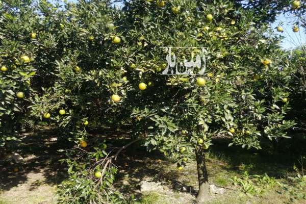 فروش زمین منطقه بابلکنار شهر مرزیکلا ۱۷۱ متر-1