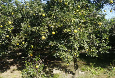 فروش زمین منطقه بابلکنار شهر مرزیکلا ۱۷۱ متر