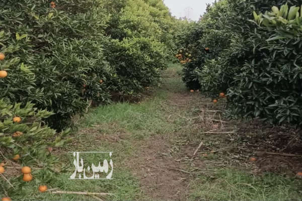 باغ مرکبات وگردو با ویوی زیبای بابلرود ۱۰۵۰ متر-1