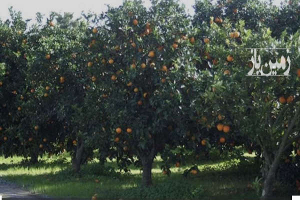 باغ مرکبات وگردو با ویوی زیبای بابلرود ۱۰۵۰ متر-2