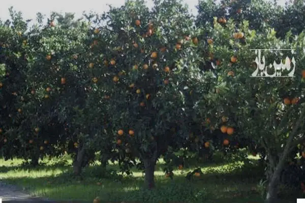 باغ مرکبات وگردو با ویوی زیبای بابلرود ۱۰۵۰ متر - تصویر 2
