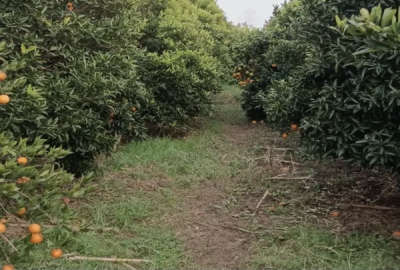 باغ مرکبات وگردو با ویوی زیبای بابلرود ۱۰۵۰ متر