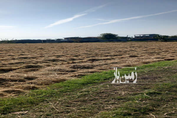 زمین کشاورزی فریدونکنار روستایی جزین ۳۰۰۰ متر-3