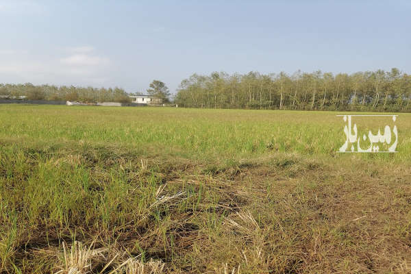 فروش زمین در رشت پیربازار ۲۰۰۰ متر-1