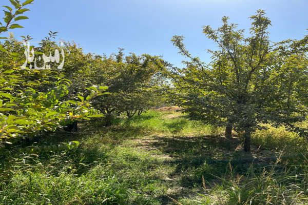 باغ ۱۵۸۰ متر سهیلیه اغلان تپه عباس آباد-1