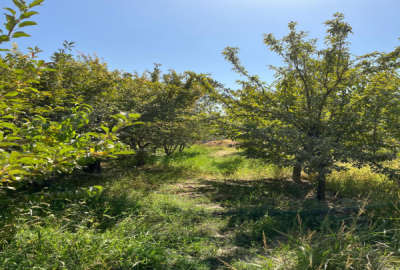 باغ ۱۵۸۰ متر سهیلیه اغلان تپه عباس آباد