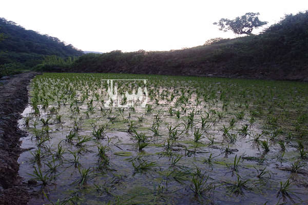 شالی زمین روستای سوسرا بند آب دارد ۲۰۰۰ متر-2