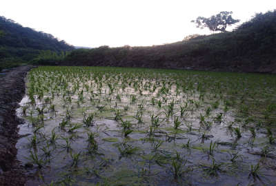شالی زمین روستای سوسرا بند آب دارد ۲۰۰۰ متر