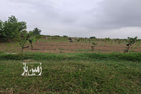 فروش ۲۵۰۰ متر باغی واقع در ساری جاده دریا روستای مقام-1