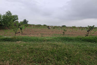فروش ۲۵۰۰ متر باغی واقع در ساری جاده دریا روستای مقام