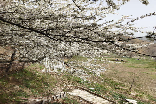 زمین ییلاقی با کلبه ۱۶۰۰ متر-1