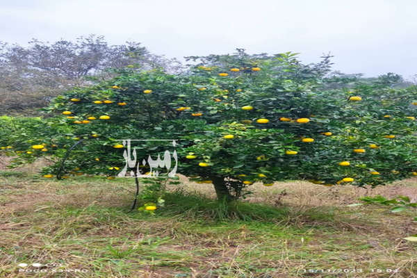 زمین باغی در آهنگر کلا چپی بغل رودخانه ۱۶۵۸ متر-2
