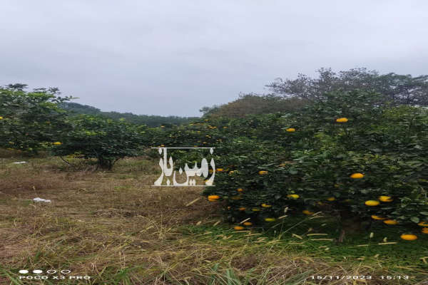 زمین باغی در آهنگر کلا چپی بغل رودخانه ۱۶۵۸ متر-4