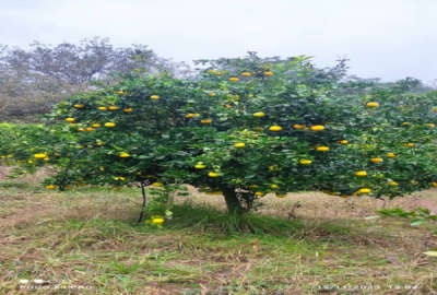 زمین باغی در آهنگر کلا چپی بغل رودخانه ۱۶۵۸ متر