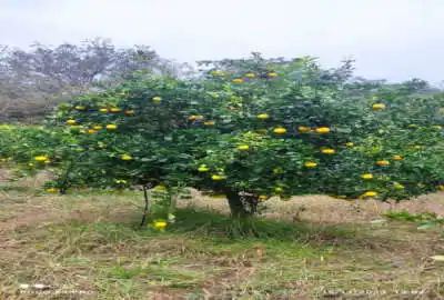 زمین باغی در آهنگر کلا چپی بغل رودخانه ۱۶۵۸ متر