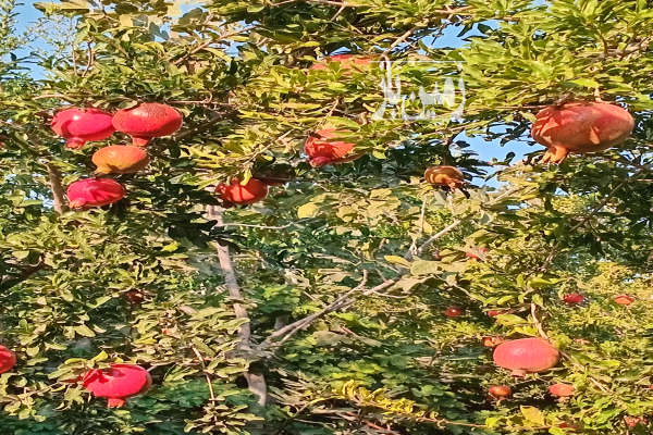 فروش باغ ۳۰۰۰ متری چهاردیواری درختکاری شده با بنا-2