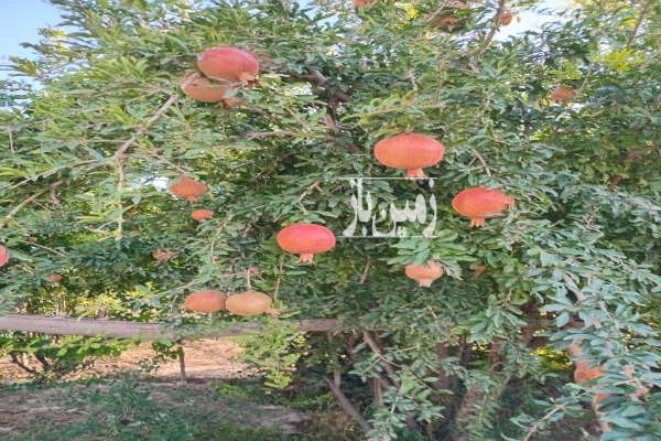 فروش باغ ۳۰۰۰ متری چهاردیواری درختکاری شده با بنا-4