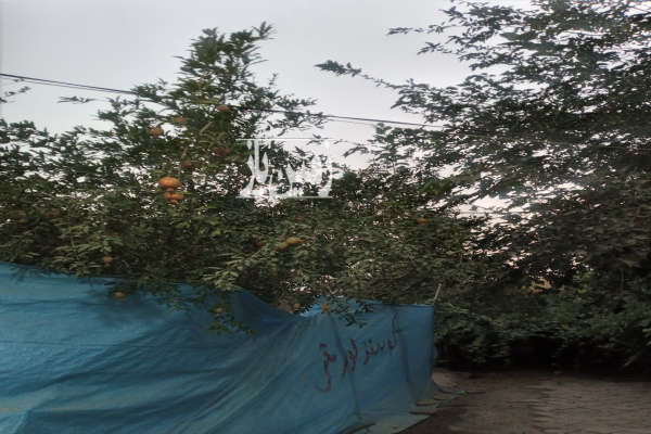 زمین کشاورزی با ساختمان وفنس وباغچه وآلاچیق ۳۶۶۰ متر-1