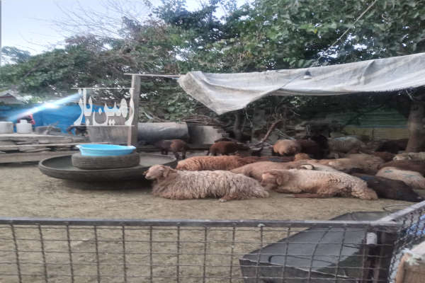 زمین کشاورزی با ساختمان وفنس وباغچه وآلاچیق ۳۶۶۰ متر-2