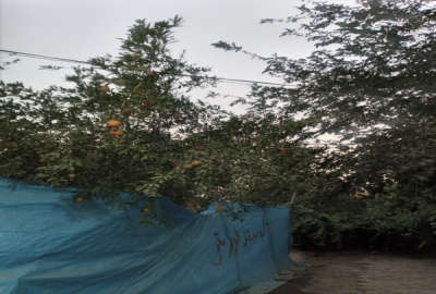 زمین کشاورزی با ساختمان وفنس وباغچه وآلاچیق ۳۶۶۰ متر