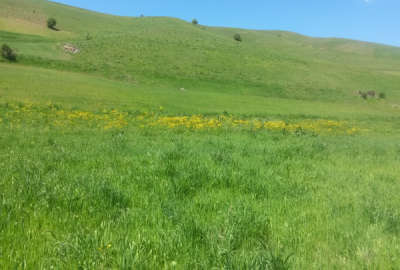 فروش یک هکتار زمین کشاورزی دیمی پایین روستای کهنه ده