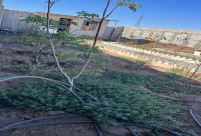 باغچه ۲۵۰ متری سند تک برگ با چاه آب در حصار محتر