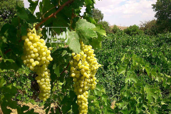 دو هکتار زمین زراعی و ۱ هکتار باغ انگور روستای خرم آباد-1