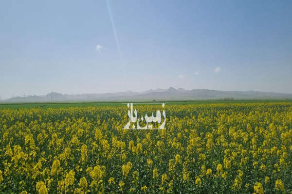 دو هکتار زمین زراعی و ۱ هکتار باغ انگور روستای خرم آباد-4