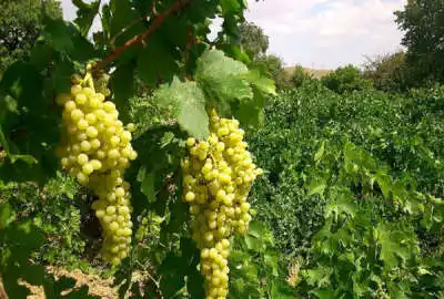 دو هکتار زمین زراعی و ۱ هکتار باغ انگور روستای خرم آباد