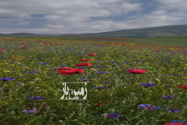 یک قطعه باغ ۱۰۰۰۰ متر اردبیل مشگین شهر-3