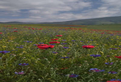 یک قطعه باغ ۱۰۰۰۰ متر اردبیل مشگین شهر