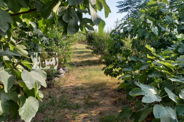 زمین ویو عالی پروانه و برگه سبز ساخت دارد ۴۵۰۰ متر-4