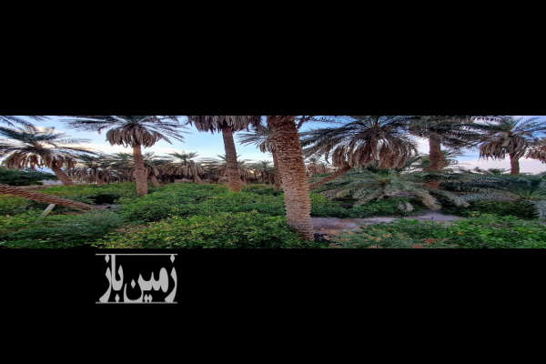 باغ مرکبات ۱۴۵۰ متر مناسب ساخت هتل شهداد ـ خیابان طالقانی-1