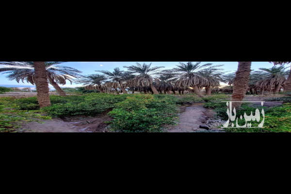 باغ مرکبات ۱۴۵۰ متر مناسب ساخت هتل شهداد ـ خیابان طالقانی-3