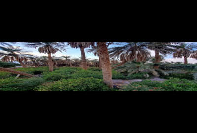 باغ مرکبات ۱۴۵۰ متر مناسب ساخت هتل شهداد ـ خیابان طالقانی