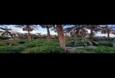 باغ مرکبات ۱۴۵۰ متر مناسب ساخت هتل شهداد ـ خیابان طالقانی