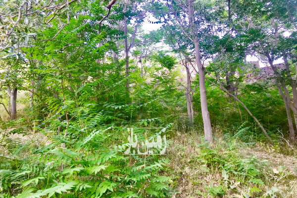 فروش زمین در شهرک ییلاقی هزاردشت آبعلی ۱۶۵۷ متر-3