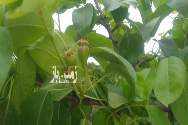 باغ گلابی ۱۲ساله گالیکش ابپران دزدی دره ۹۵۰۰ متر-1