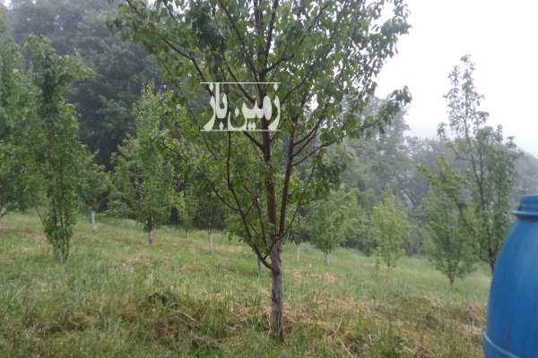 باغ گلابی ۱۲ساله گالیکش ابپران دزدی دره ۹۵۰۰ متر-2