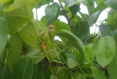 باغ گلابی ۱۲ساله گالیکش ابپران دزدی دره ۹۵۰۰ متر