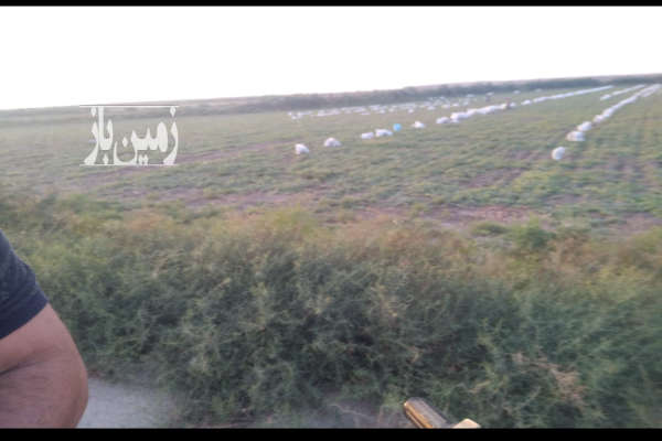 زمین کشاورزی دو منظوره روستای بی بی شیروان ۶۳۰۰۰ متر-3