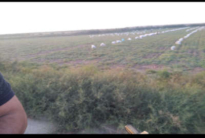 زمین کشاورزی دو منظوره روستای بی بی شیروان ۶۳۰۰۰ متر