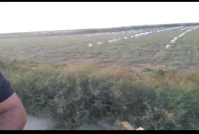 زمین کشاورزی دو منظوره روستای بی بی شیروان ۶۳۰۰۰ متر