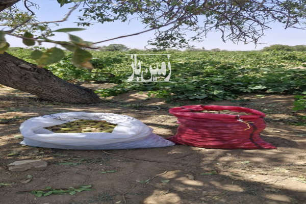 زمین باغ انگور و میوه تاکستان ۵ هزار متر-4