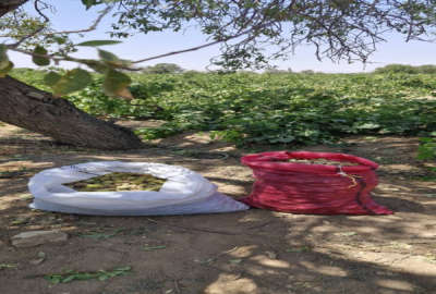 زمین باغ انگور و میوه تاکستان ۵ هزار متر