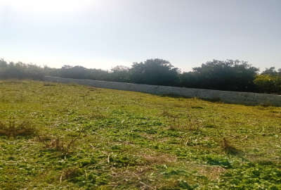 باغ ۳۰۰۰ متر جاده دریا روستای ساحلی قاجارخیلارخیل