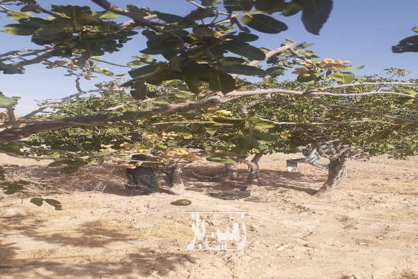 زمین کشاورزی بذرافشانی شده روستای چغورقشلاق ۸ هکتار-1