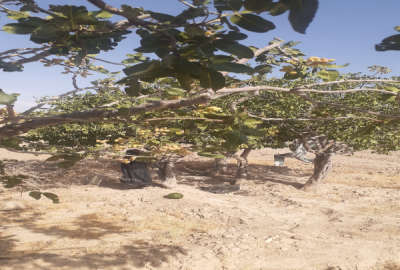 زمین کشاورزی بذرافشانی شده روستای چغورقشلاق ۸ هکتار